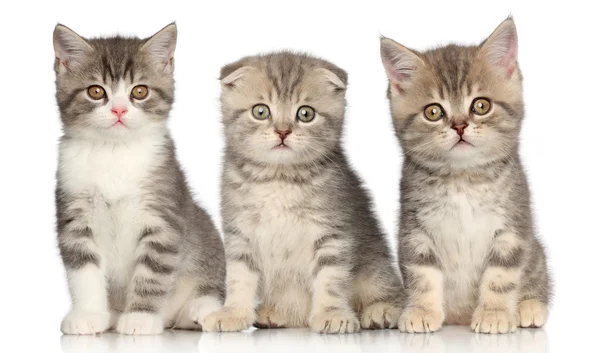 Gruppe schottischer Kätzchen — Stockfoto