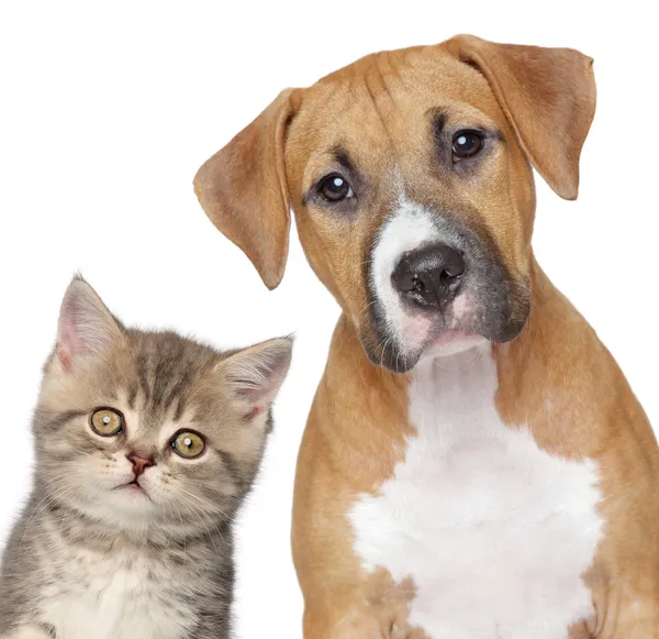 Kitten en puppy. Close-up van portret — Stockfoto