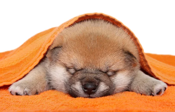 Shiba inu štěně spát na bílém pozadí — Stock fotografie