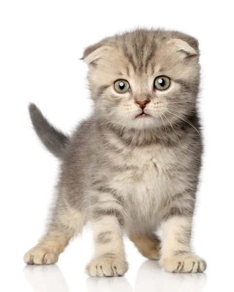 Scottish fold kotě na bílém pozadí — Stock fotografie