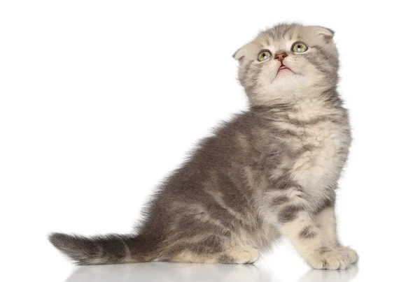 Scottish fold yavru kedi beyaz zemin üzerine — Stok fotoğraf