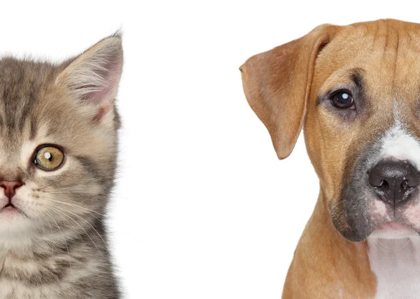 Kitten and puppy. Half of muzzle close up portrait — Stock Photo, Image