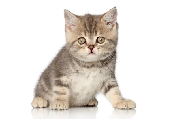 Skottilainen kissanpentu — kuvapankkivalokuva
