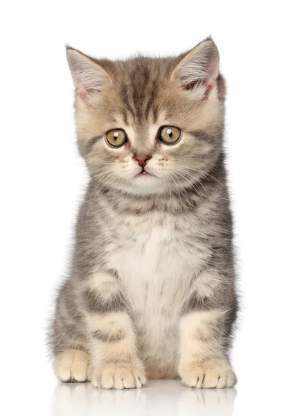 Scottish shorthair gatito —  Fotos de Stock