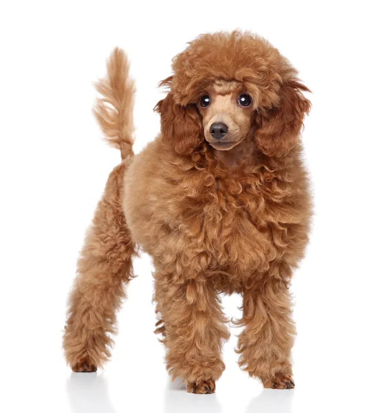 Toy Poodle puppy on a white background — Stock Photo, Image