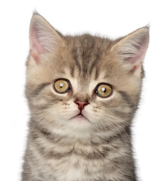 İskoç kedi yavrusu — Stok fotoğraf