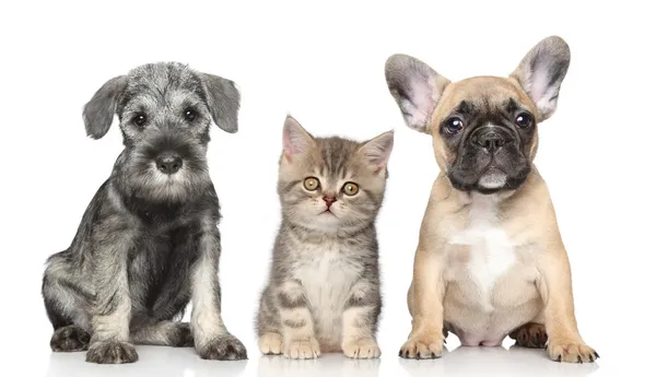 Kitten and Puppy — Stock Photo, Image