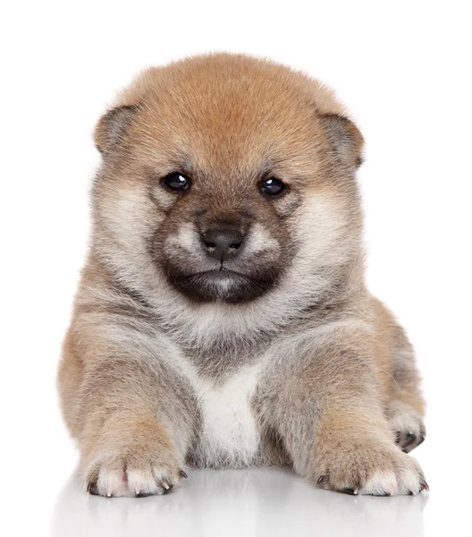 Shiba Inu cucciolo — Foto Stock