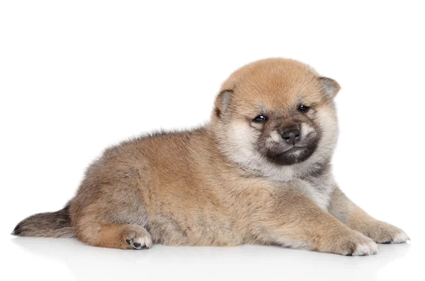 Ritratto del cucciolo di Shiba Inu — Foto Stock