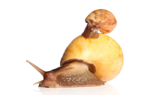 Yellow Snails crawling — Stock Photo, Image
