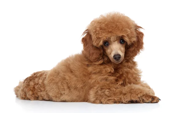 Poodle puppy lying on a white background — Stock Photo, Image