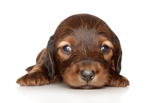 Beyaz arka plan üzerinde poz dachshund köpek — Stok fotoğraf