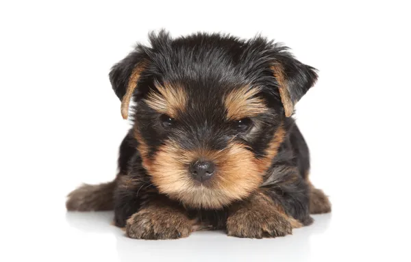 Yorkshire terrier puppy on white background. — Stock Photo, Image