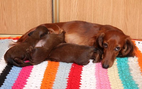 stock image Dog feeding puppies