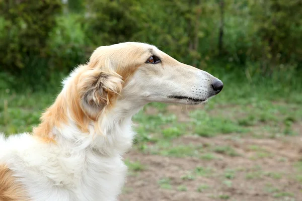 Russo borzoi cão retrato — Fotografia de Stock