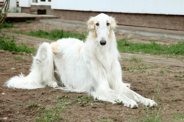 Borzoi (greyhound) hond — Stockfoto