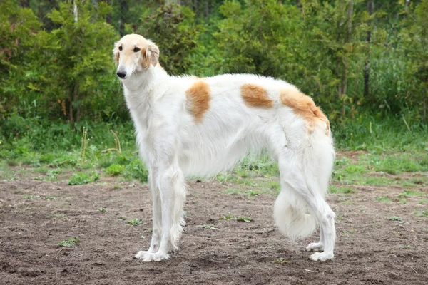 Russian borzoi dog standing — Stock Photo, Image