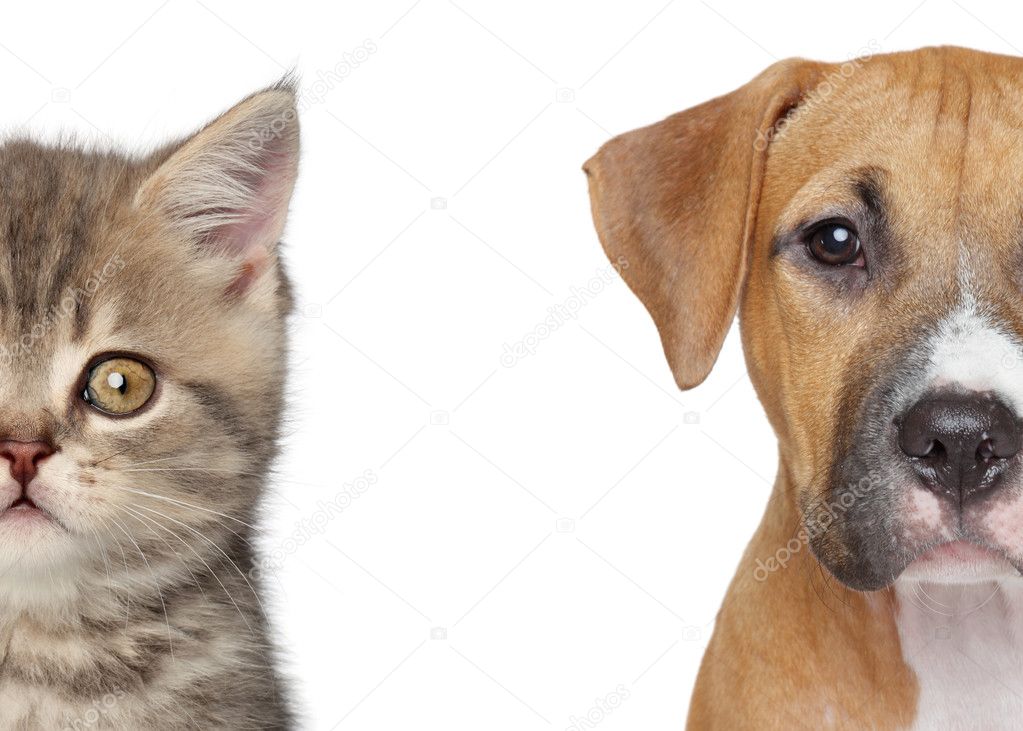 Kitten and puppy. Half of muzzle close up portrait