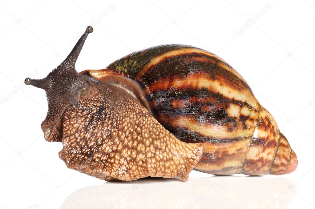 Giant African snail crawling