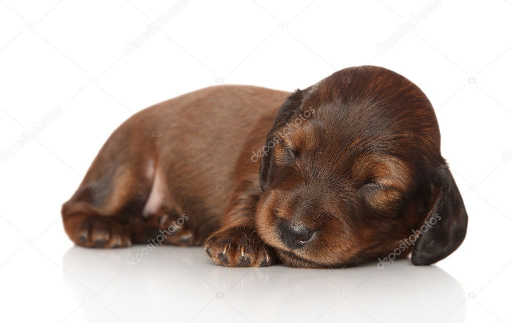 Dachshund puppy sleep on white background