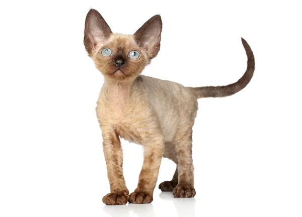 Devon Rex gattino su sfondo bianco — Foto Stock