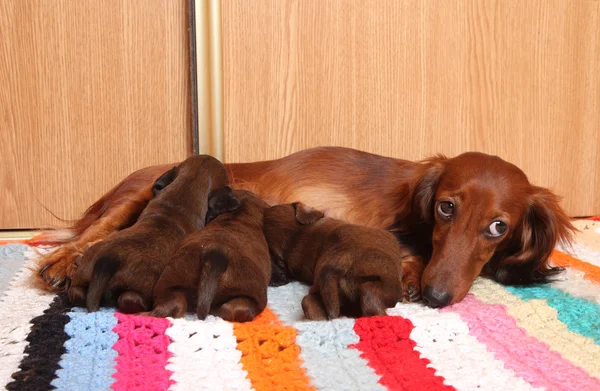 dachshund besleme kukla