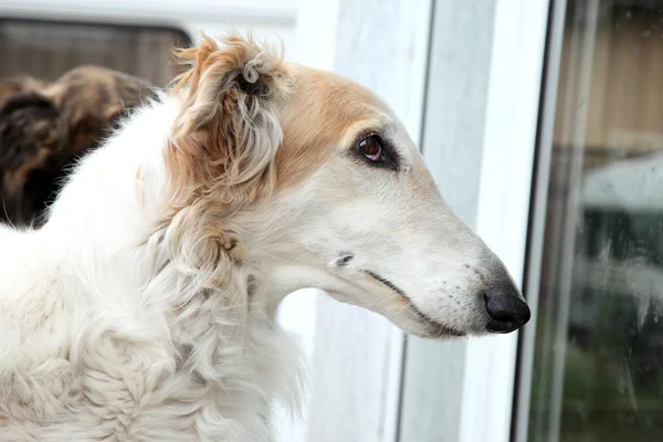 Russian wolfhound portrait — Stock Photo, Image