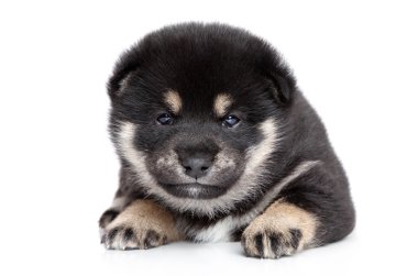 Beyaz arka plan üzerinde poz shiba Inu köpek yavrusu