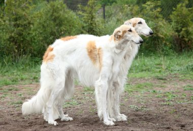 Russian borzoi hounds clipart