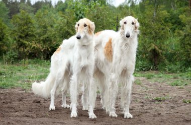 Borzoi köpekler