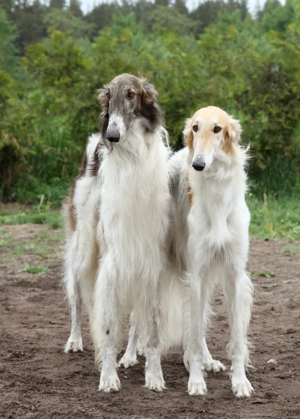 Borzoi köpekler — Stok fotoğraf