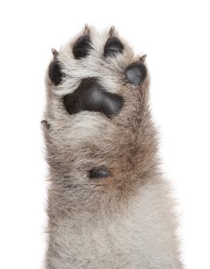 Dog puppy paw on white background clipart