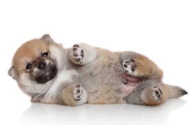 Shiba Inu yavru beyaz zemin üzerine