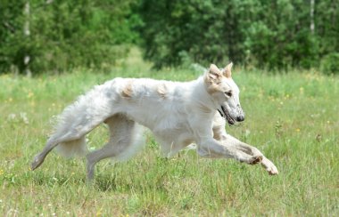Russian borzoi dog running clipart