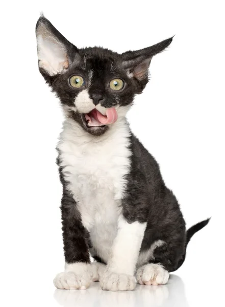 白い背景の上 - デボンレックス子猫 — ストック写真