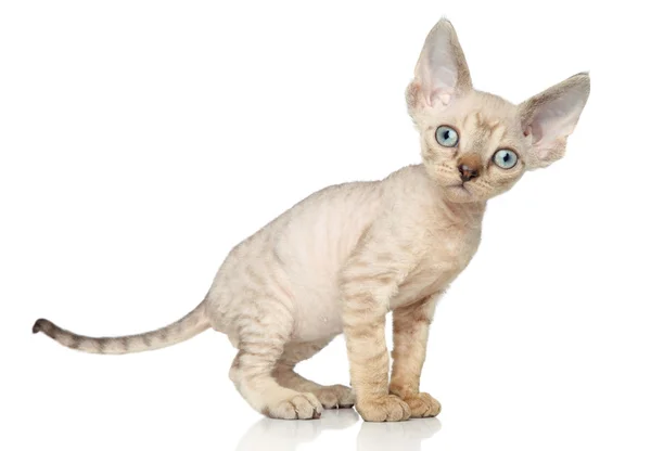 Devon Rex gatinho no fundo branco — Fotografia de Stock