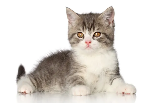 Brytyjski krótkowłosy kotek — Zdjęcie stockowe