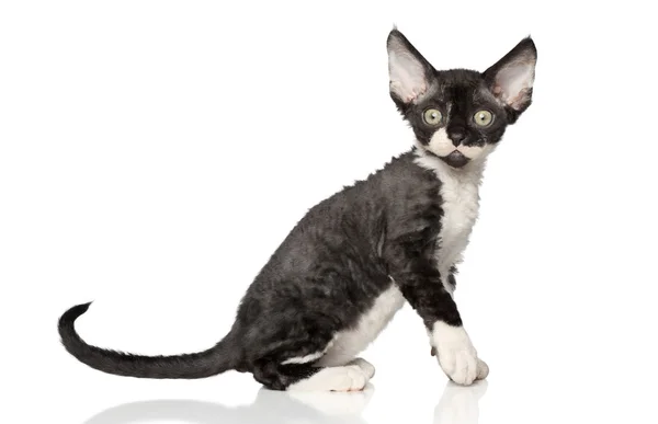 Devon Rex gatinho no fundo branco — Fotografia de Stock