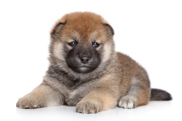 Shiba inu pup op witte achtergrond — Stockfoto