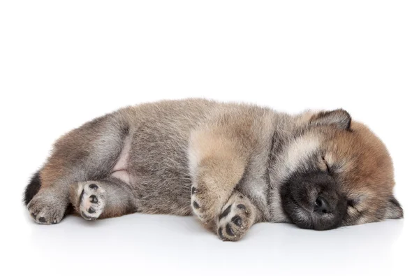 Shiba inu hundvalp sömn på vit bakgrund — Stockfoto