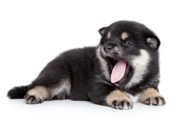Shiba inu štěně na bílém pozadí — Stock fotografie