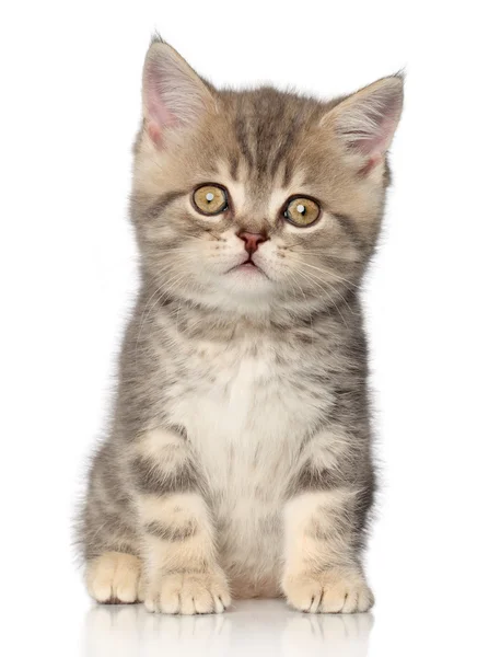 Schottisches Straight Kitten — Stockfoto