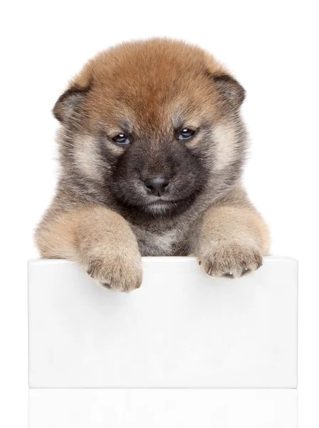 Shiba inu pup op witte banner — Stockfoto