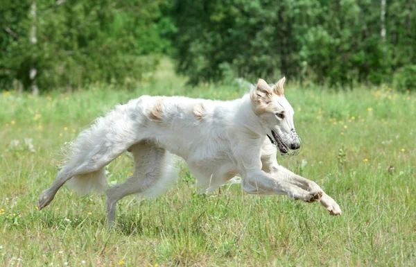 俄罗斯猎狼犬运行 — 图库照片