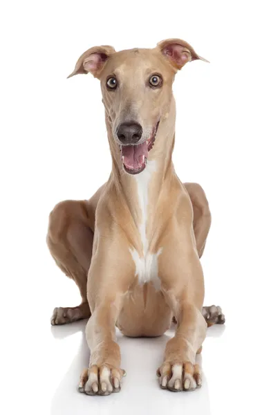 Greyhound cão no fundo branco — Fotografia de Stock