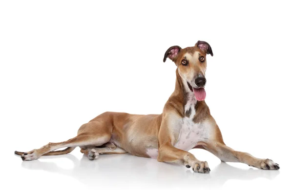 Greyhound собаки позують білим тлом — стокове фото