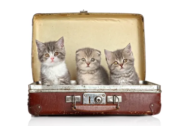Scottish kitten in old suitcase — Stock Photo, Image