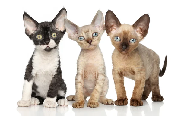 白い背景の上 - デボンレックス子猫グループ — ストック写真