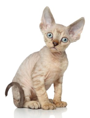 Devon-Rex kitten on white background clipart