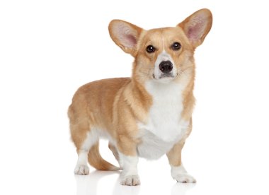 Welsh corgi Pembroke on white background clipart